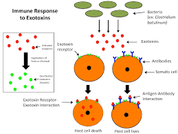 واکنش بدن به اگزوتوکسین‌ ها چگونه است؟