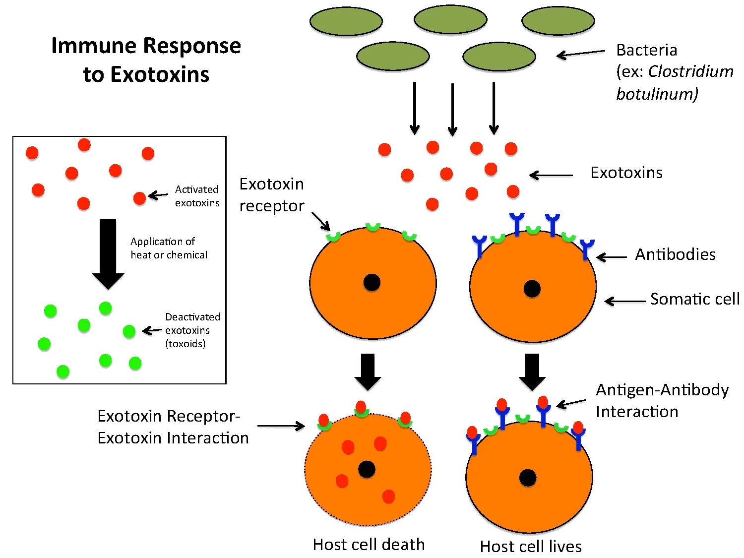 immune response to exotoxin