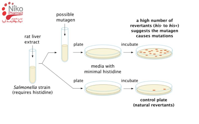 انواع روش های آزمون سمیت ژنی - آزمون MIC-MBC - آزمون سمیت ژنی با استفاده از عصاره کبد موش, سالمونلا و هیستیدین