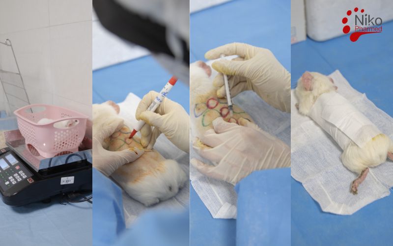 Sensitization Testing  Procedure