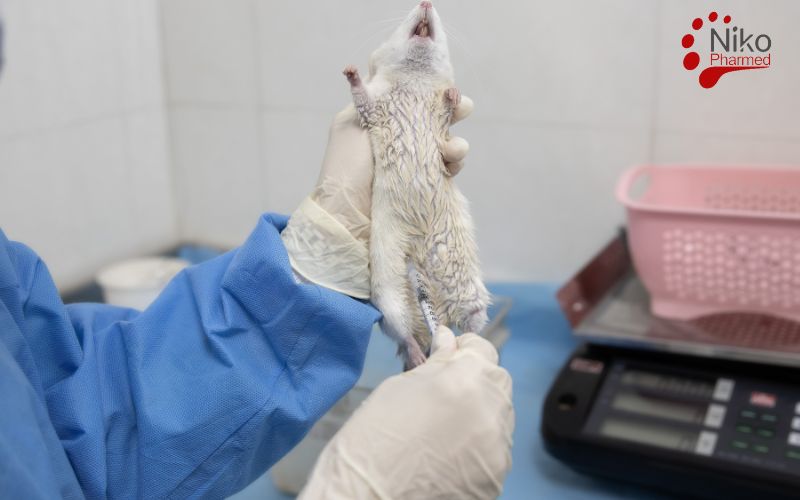 Systemic Toxicity Testing Areas