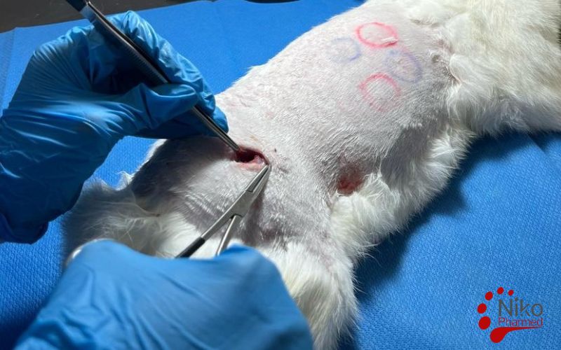 implantation testing