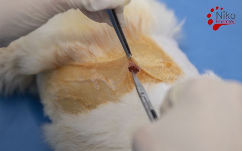 Implantation Testing Procedure Areas