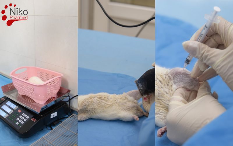 Acute Systemic Toxicity Testing Procedure