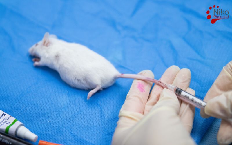 acute Systemic Toxicity Testing