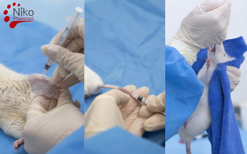 Subacute Systemic Toxicity Testing Administration Routes
