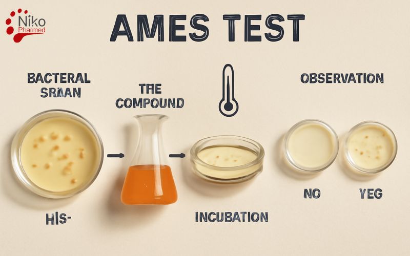 Ames Test