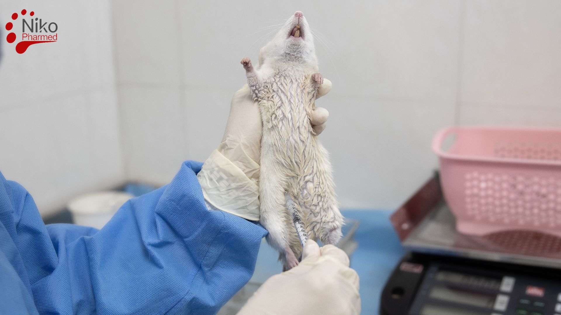 Chronic Systemic Toxicity Test Procedure