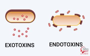 انواع توکسین باکتری کدامند؟