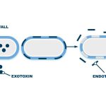 توکسین باکتری چیست؟