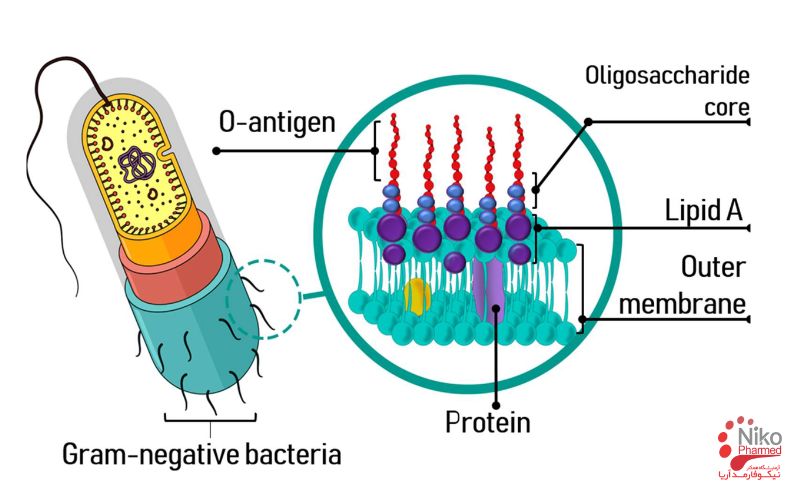 انواع توکسین باکتری کدامند؟